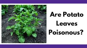 Jun 08, 2021 · brown potato leaves — what's happening? Are Potato Leaves Poisonous Is It Okay To Eat Green And Sprouted Potatoes Together Time Family