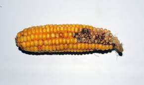 Stink bugs can cause damage to ears of corn. Sap Beetle Management In Mature Corn Nc State Extension