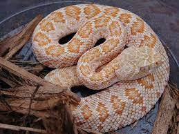 Albino Western Diamond Back Rattle Snake Caution Dangerous Snake Rattlesnake Red Tail Boa