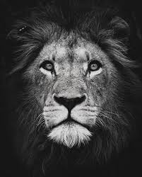 Black And White Lion Tattoo 14 Black And White Lion Tattoo Designs Ideas In 2020 Black And White Lion Animal Wall Art Lion Canvas Art