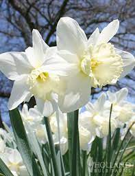 Wholesale White Daffodils 500 Ice Follies Daffodil Flower Daffodils Daffodil Gardening