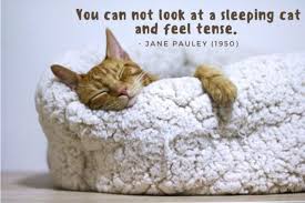Cat quotes to celebrate our feline friends. 150 Cute Cat Quotes And Sayings Pethelpful