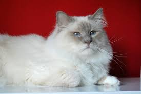 Colours Of The Birman Cat