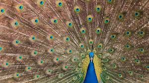 Currently, peacock is available only to comcast tv subscribers, or those who on july 15, peacock will roll out more broadly to other streaming devices and platforms. Bbc Earth Peacocks Tails Make Noises Too Low For Humans To Hear