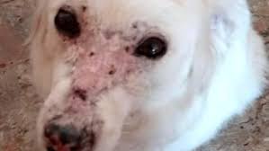 Malattia caratterizzata da un'aggressione dell'organismo da parte del proprio sistema immunitario. Ritrovata Con Profonde Lesioni Su Muso E Corpo Gara Di Solidarieta Per Il Cane Grazia Foto