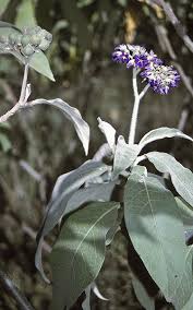 Image result for Solanum mauritianum
