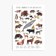Learn more about the species we are working to protecting from becoming endangered or extinct. Extinct Animals Of The British Isles Poster By Timsmart Redbubble