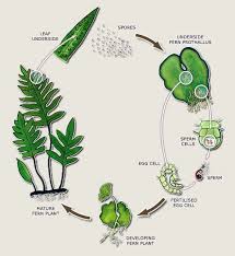 Check spelling or type a new query. Easy Science For Kids All About Germination And Reproduction Of Plants Learn More About Fun Facts About Germination Fern Life Cycle Life Cycles Biology Plants