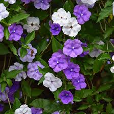 Image result for Brunfelsia pauciflora