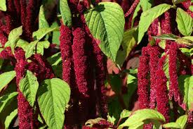 Tall annuals add structure to a border garden and tend to grow much faster than traditional tall perennials. 10 Tall Annual Flowers That Make A Strong Impact
