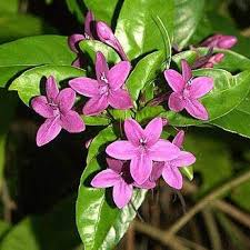 Image result for Eranthemum laxiflorum
