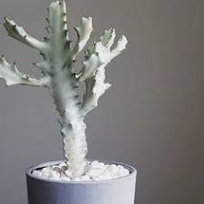 I picked up a cutting of an euphorbia lactea white ghost from the little big plant company. Euphorbia Lactea White Ghost White Ghost Candelabra Spurge White Ghost Candle Stick Tree Euphorbia Lactea Grey Ghost Euphorbia Plant Euphorbia Cactus Plants