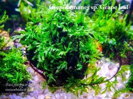 Image result for Crepidomanes