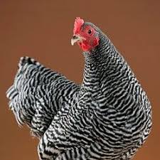 Fyi What You Need To Know About The Meat You Eat The Most Barred Plymouth Rock Chickens Barred Rock Chickens Chicken Breeds