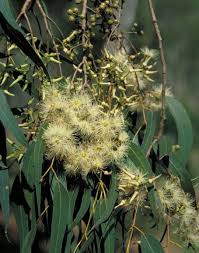 Image result for Eucalyptus tereticornis