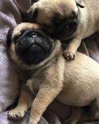 pug crazy com cutepugpuppies yavru pug sevimli hayvan yavrulari pug kopekler