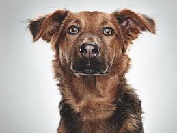 We did not find results for: Why The Pet Rescue Business Is Buyer Beware Broadview Magazine
