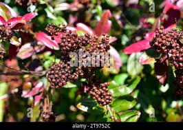 Image result for Galpinia transvaalica