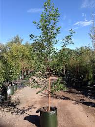 Image result for Syncarpia glomulifera