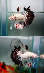 White Copper Fancy Betta Fish Fish Betta
