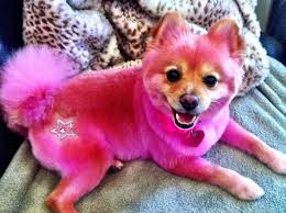 Jeffree Star Dogs Cute Dogs Little Dogs Pink Dog