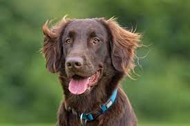 Great savings & free delivery / collection on many items. The Flat Coated Retriever Temperament And Beyond