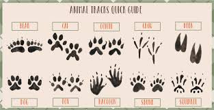 Free Printable Animal Tracks Flashcards Animal Footprints