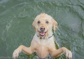 Good Boys of Whistler