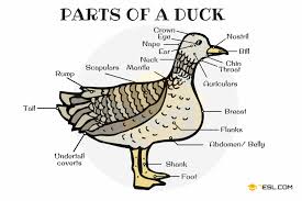 Duck Anatomy Parts Of A Duck In English With Pictures 7 E S L