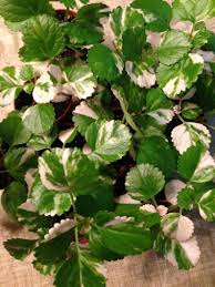 Old Fashion Swedish Ivy Plectranthus Australis Variegated Etsy Plants Ivy Plants Safe House Plants