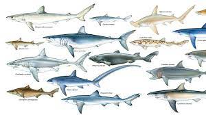 kopekbaligi turleri nelerdir tum kopek baligi turleri resimli anlatim 1 buyuk beyaz kopekbaligi 2 katil shark types of sharks different types of sharks