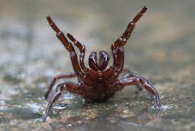 Australians Warned Of Deadly Spider Plague After Floods