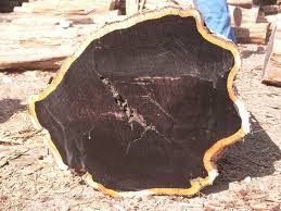 World S Most Expensive Wood In The World Ebony Black Ebony Old Trees