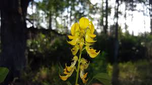 Image result for Crotalaria oocarpa