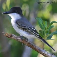 Birds Of Middle Tennessee Pin On Life List Birds