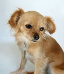 Long Hair Chihuahua Mix Chihuahua Mix I Love Dogs Chihuahua