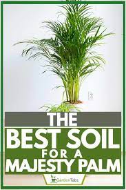 Best soil for palm trees in pots. The Best Soil For A Majesty Palm Garden Tabs