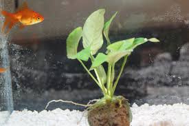 We'll also learn how to make a. Caring For Your Goldfish In A Fish Bowl Without An Air Pump Pethelpful