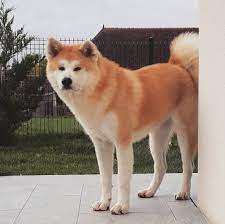 Pin On Dogs