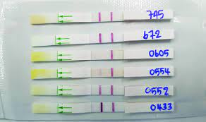 Pregnancy Test Result Weakly Positive Pregnancy Test