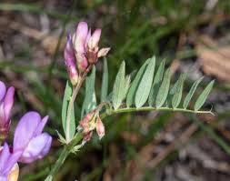 Image result for Vicia