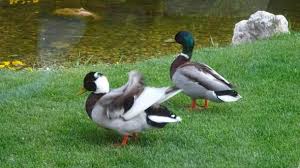 Seit ein paar wochen kommen täglich drei stockenten zu besuch. Was Ist Das Fur Eine Ungewohnliche Enten Art Tiere Garten Rasse