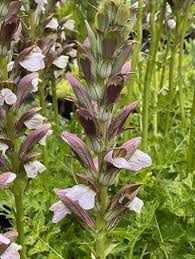 Image result for Acanthus
