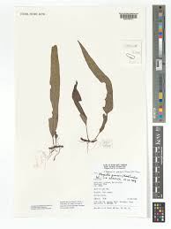 Image result for Lepisorus excavatus