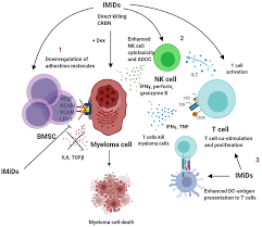 Looking for the definition of imid? Frontiers Understanding The Role Of T Cells In The Antimyeloma Effect Of Immunomodulatory Drugs Immunology