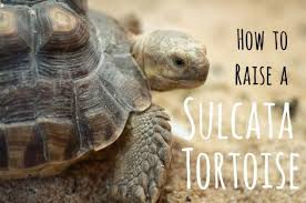 Everything You Need To Know About Raising A Sulcata Tortoise Sulcata Tortoise Tortoise Care Tortoise Food