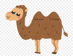 Camels are very strong mammals with wide, padded feet. Animal Cartoon Png Download 800 693 Free Transparent Dromedary Png Download Cleanpng Kisspng