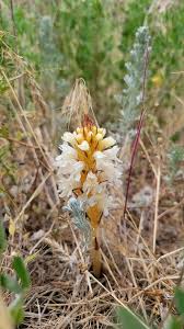 Image result for Orobanchaceae