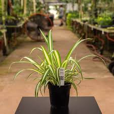 Image result for Chlorophytum macrophyllum