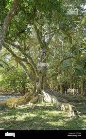 Image result for Heritiera